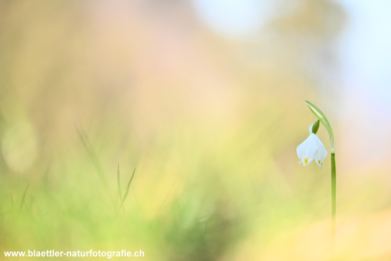 Frühlings-Knotenblume (Leucojum vernum)